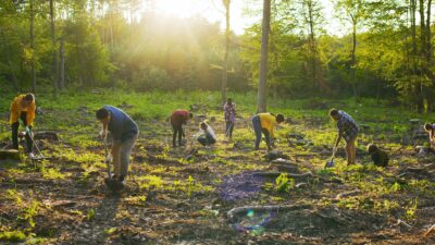 Community support helping rebuild forest life